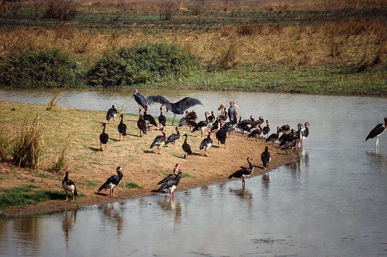Manovo-Gounda St. Floris National Park, Central African Republic